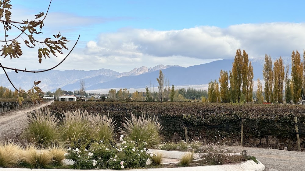 Bodega VIAMONTE